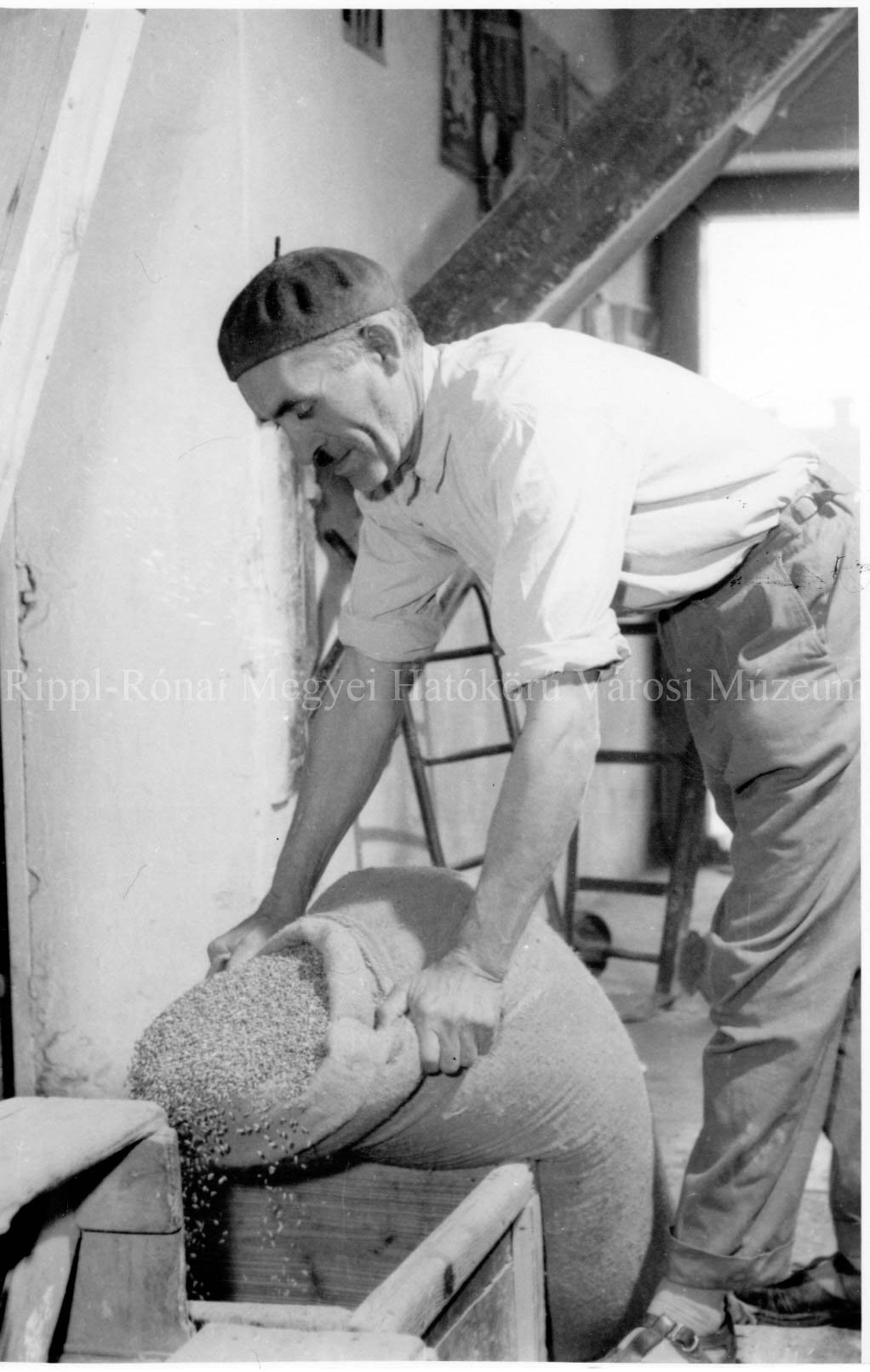 Kincses István, a siófoki malom főmolnára garatba önti az új búzát (Rippl-Rónai Múzeum CC BY-NC-SA)