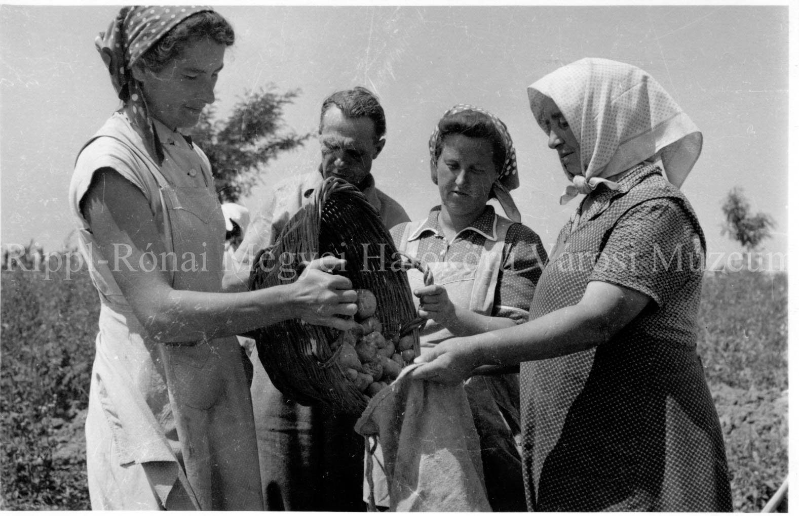 Az asszonyok zsákba öntik az új termésű vetőmag burgonyát (Rippl-Rónai Múzeum CC BY-NC-SA)