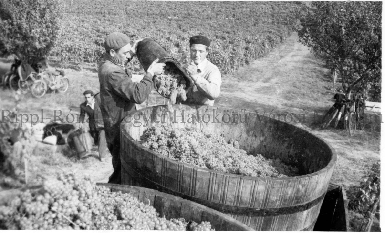 Szüret. A puttonyból haralmas kádakba öntik a szőlőt. (Rippl-Rónai Múzeum CC BY-NC-SA)