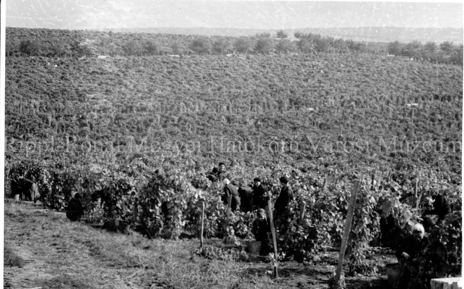 Hatalmas szőlőtáblák (Rippl-Rónai Múzeum CC BY-NC-SA)