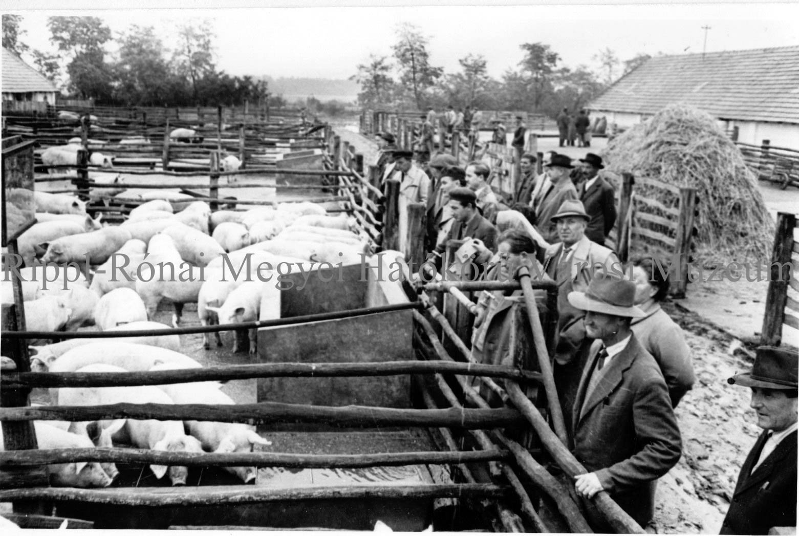 Termelőszövetkezeti vezetők Barcson. Megtekintik a sertésállományt (Rippl-Rónai Múzeum CC BY-NC-SA)