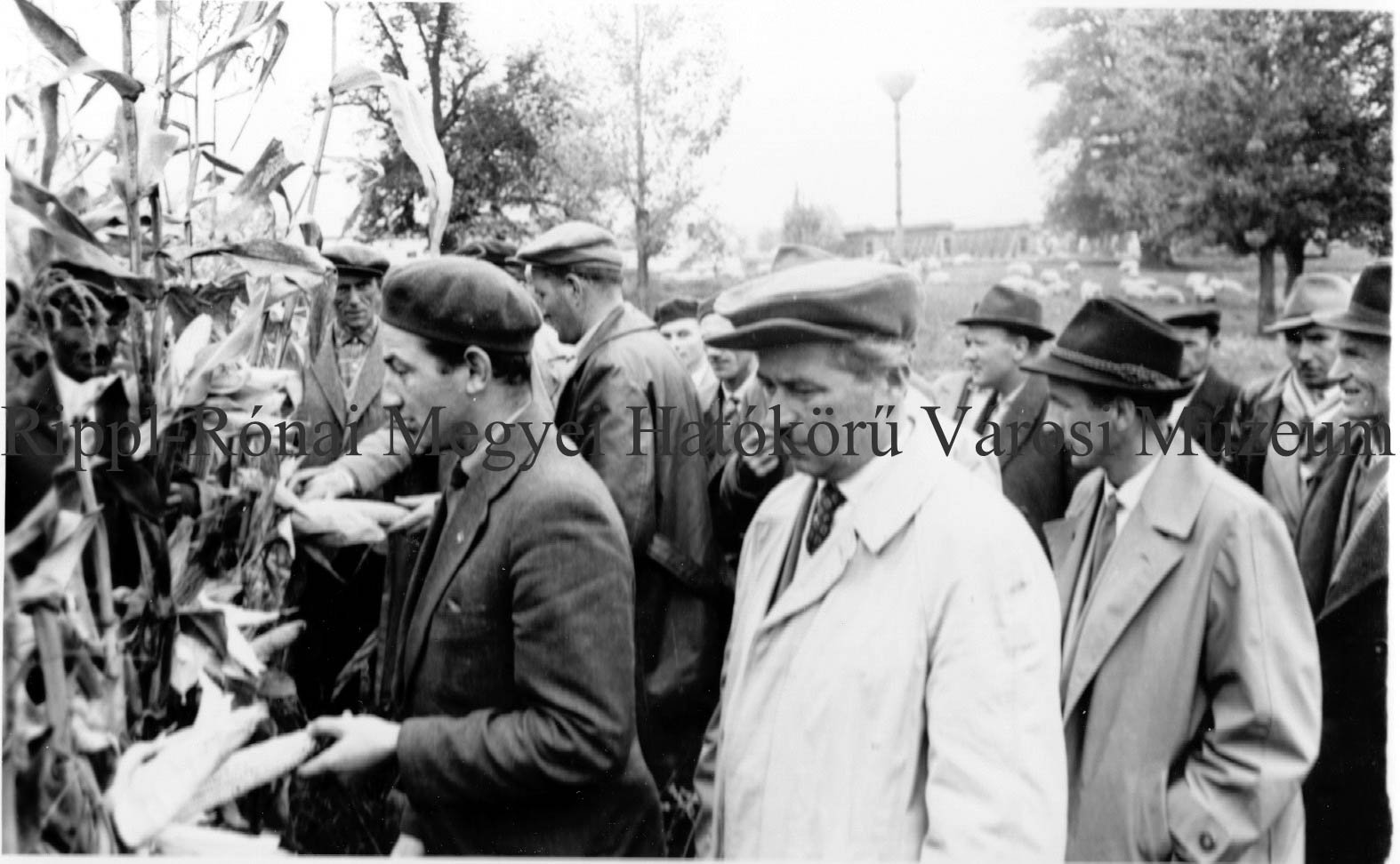 Termelőszövetkezeti vezetők Barcson. Elismerést vált ki a barcsiak martonvásári 1-es hibridkukoricája (Rippl-Rónai Múzeum CC BY-NC-SA)