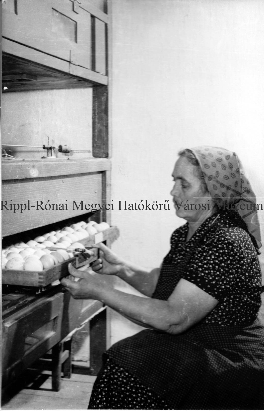 A törökkoppányi tsz. saját gépeivel kelteti a csibéket. Bcsi Gyuláné ellenőrzi a gépbe tett tojásokat (Rippl-Rónai Múzeum CC BY-NC-SA)