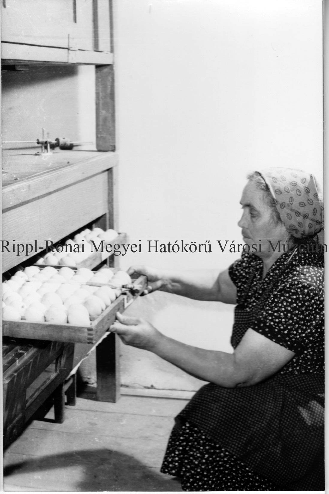 A törökkoppányi tsz. saját gépeivel kelteti a csibéket. Bcsi Gyuláné ellenőrzi a gépbe tett tojásokat (Rippl-Rónai Múzeum CC BY-NC-SA)