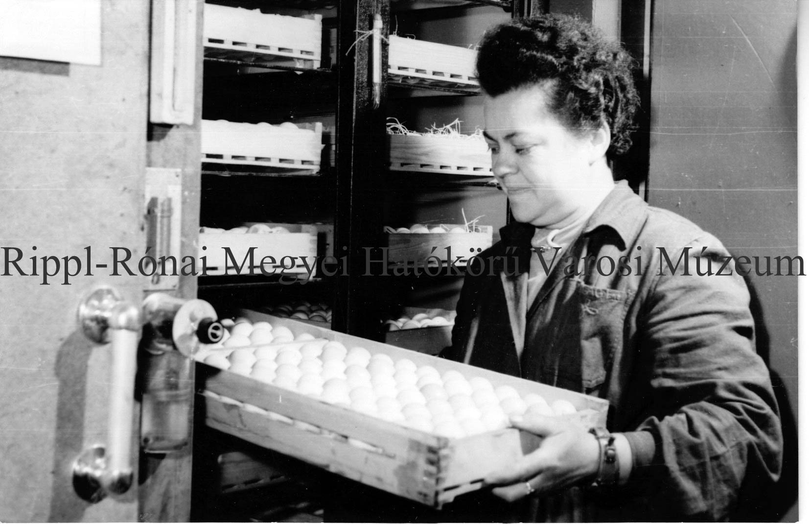 Megkezdte működését a csurgói baromfikeltető állomás. Pallag Ignácné a lámpázott tojásokat a gépbe helyezi (Rippl-Rónai Múzeum CC BY-NC-SA)