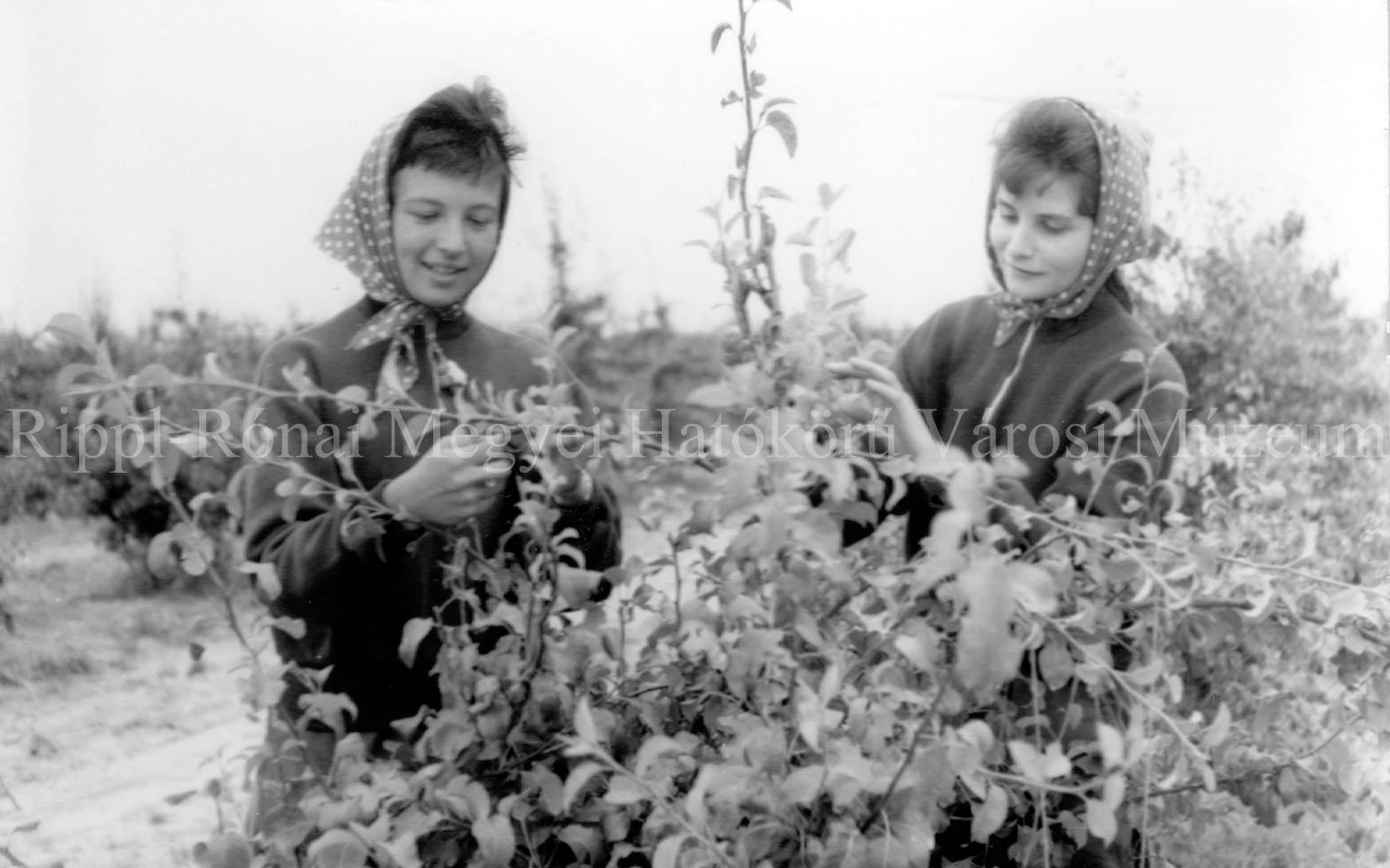 A Braun Éva leánytáborban a lányok gyümölcsfákat kötöznek (Rippl-Rónai Múzeum CC BY-NC-SA)