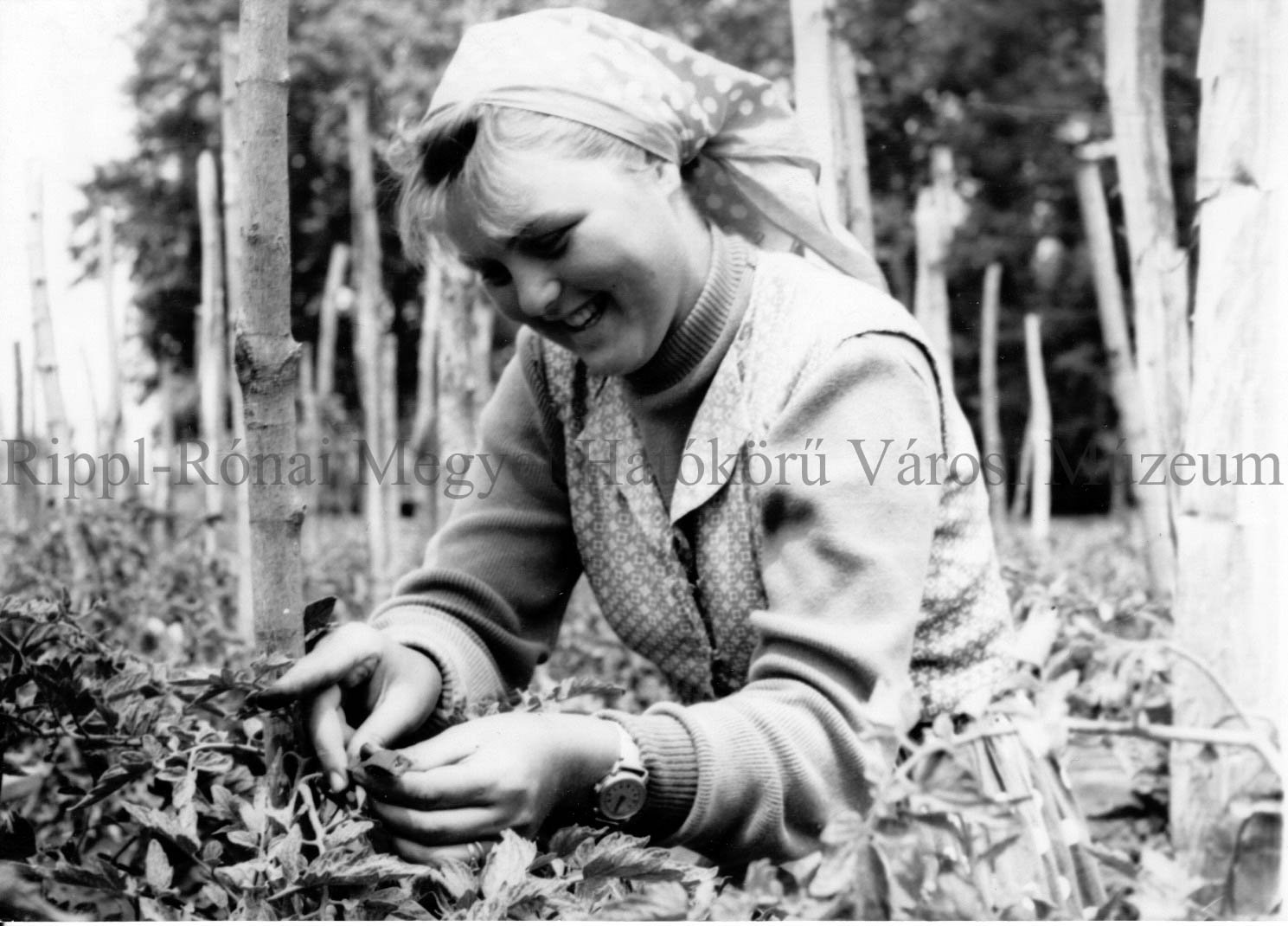 Az öreglaki kertészeti termelőszövetkezetben Vörös Anna gumirúd segítségével juttatja a bibére a hímport (Rippl-Rónai Múzeum CC BY-NC-SA)
