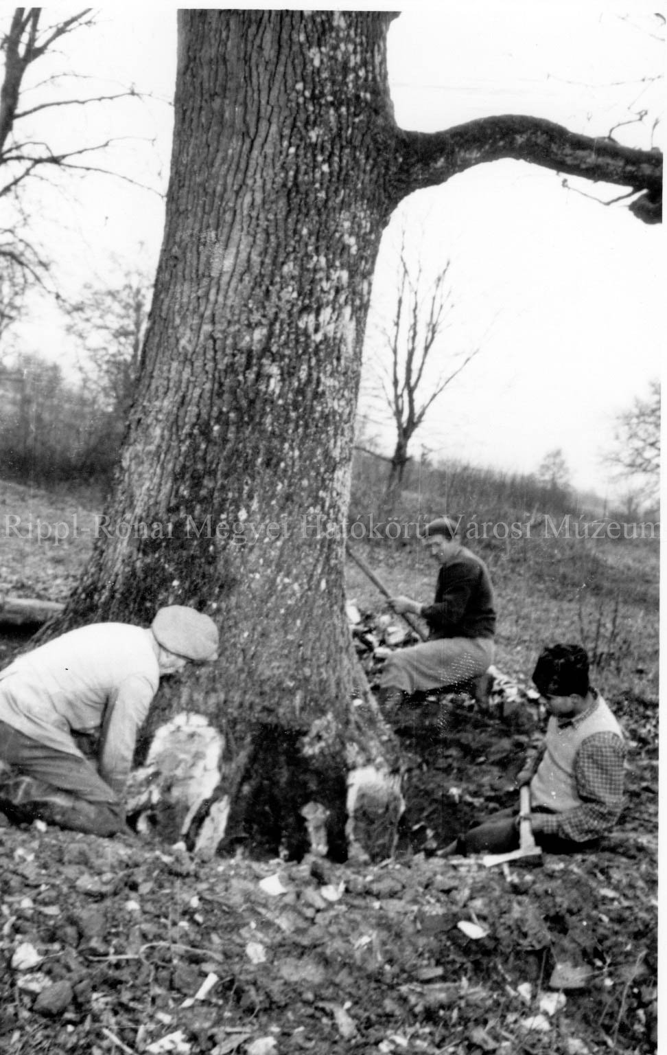 A kastélyosdombói Népakarat Tsz. legelőjéről kiássák az elszáradt fákat (Rippl-Rónai Múzeum CC BY-NC-SA)