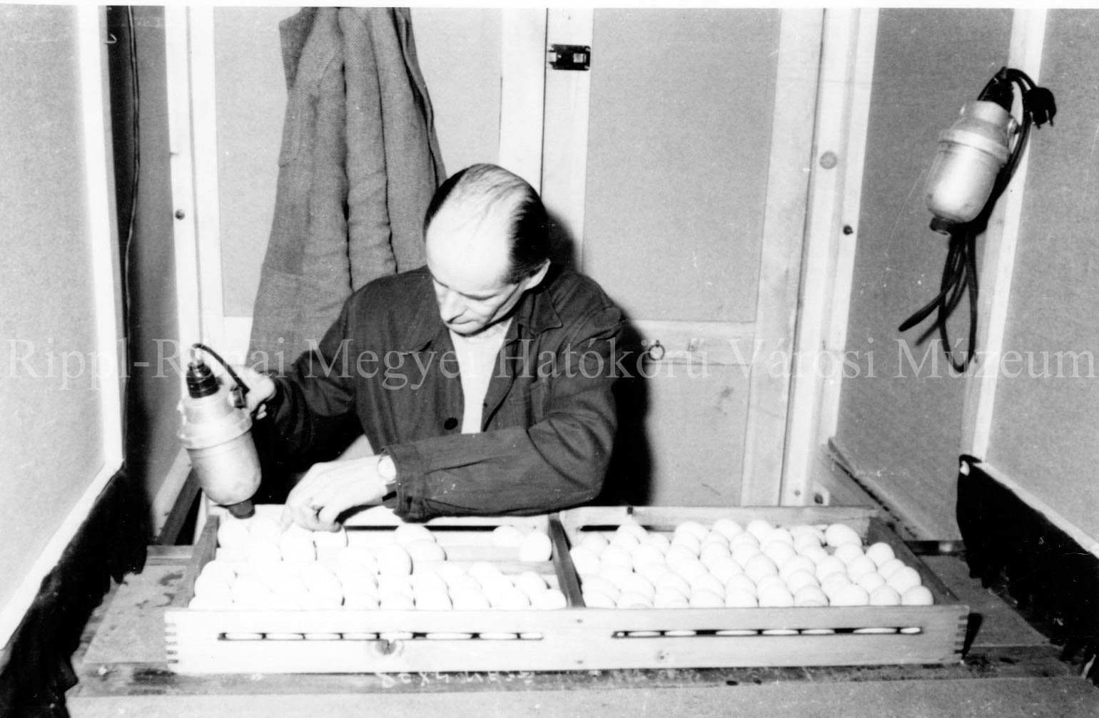 Nagyatádi Keltetőállomás. Ruisz István vezető a kilencnapos tojásokat világítja át. (Rippl-Rónai Múzeum CC BY-NC-SA)