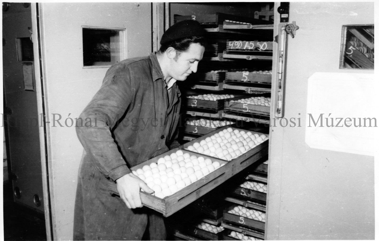 Nagyatádi Keltetőállomás. Sárdinetz János szakmunkás visszahelyezi a gépbe a tojásokat. (Rippl-Rónai Múzeum CC BY-NC-SA)