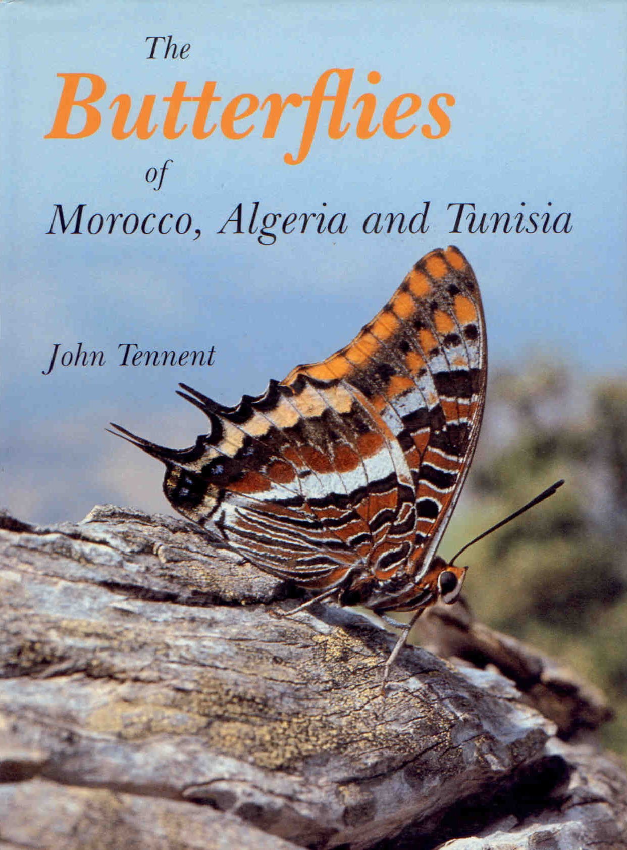 John Tennent: The Butterflies of Morocco, Algeria and Tunisia (Rippl-Rónai Múzeum CC BY-NC-ND)