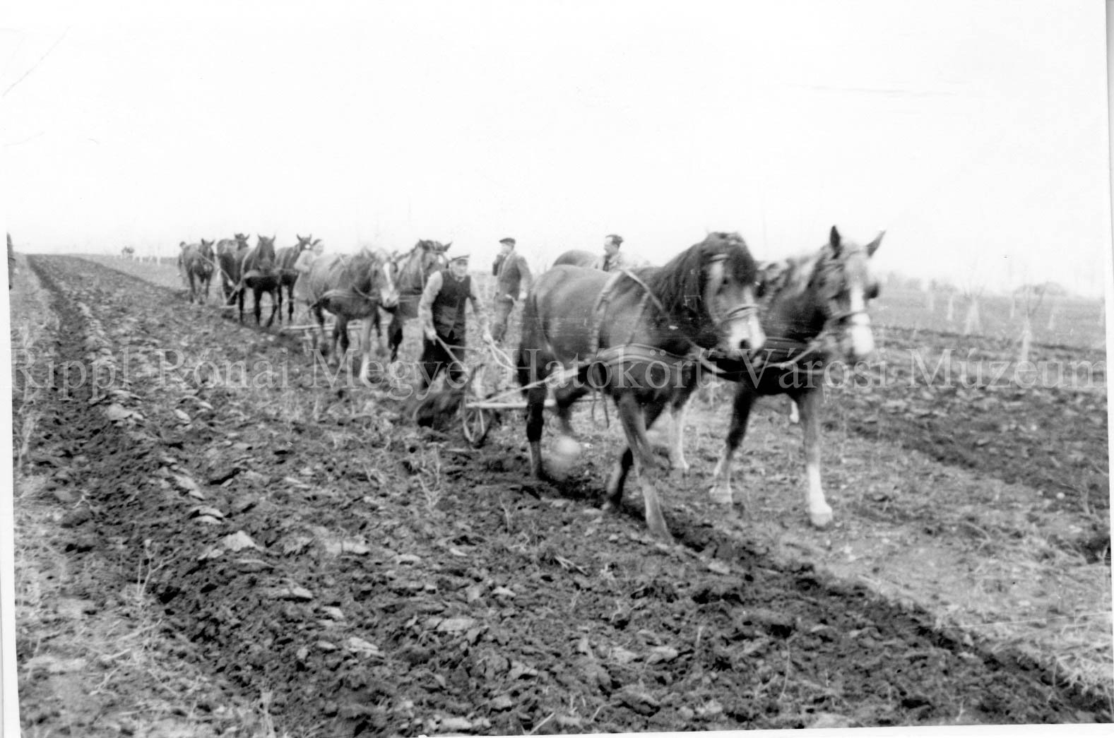 A nagyatádi Aranykalász Tsz. március elején megkezdte a közös munkát. Szántás lovakkal. (Rippl-Rónai Múzeum CC BY-NC-SA)
