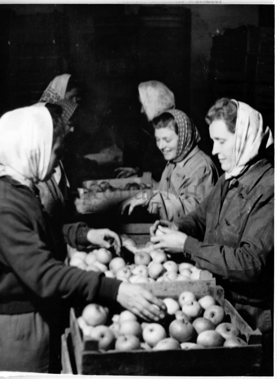 Osztályozzák az export almát a böhönyei MÉK-telepen (Rippl-Rónai Múzeum CC BY-NC-SA)