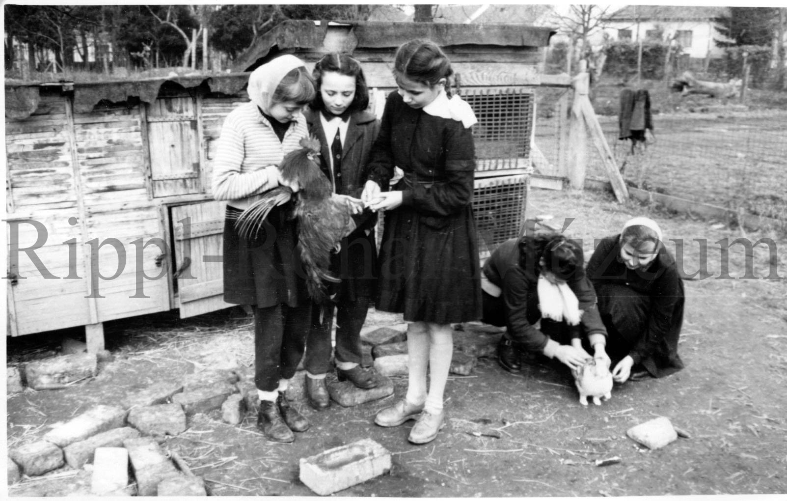 A csurgói I. sz. Általános Iskolában a lányok politechnika keretében kisállattenyésztéssel foglalkoznak (Rippl-Rónai Múzeum CC BY-NC-SA)