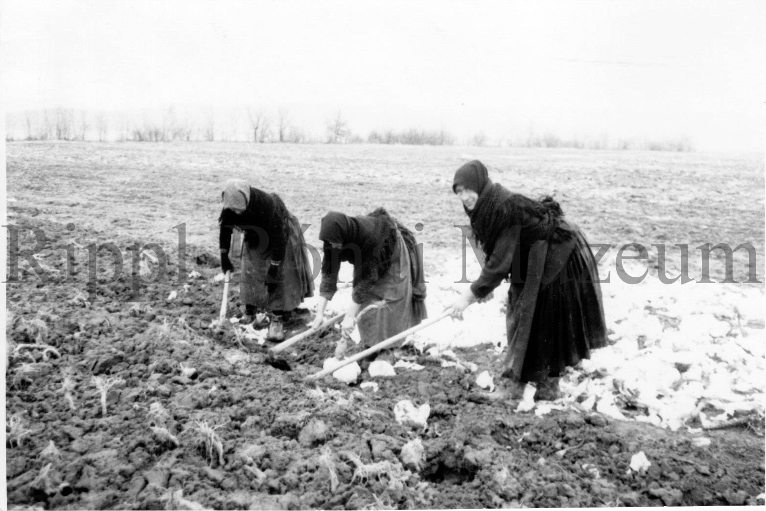 A nagyberki Kaposvölgye tsz. kertészetében a vermelt káposztát ássák ki (Rippl-Rónai Múzeum CC BY-NC-SA)