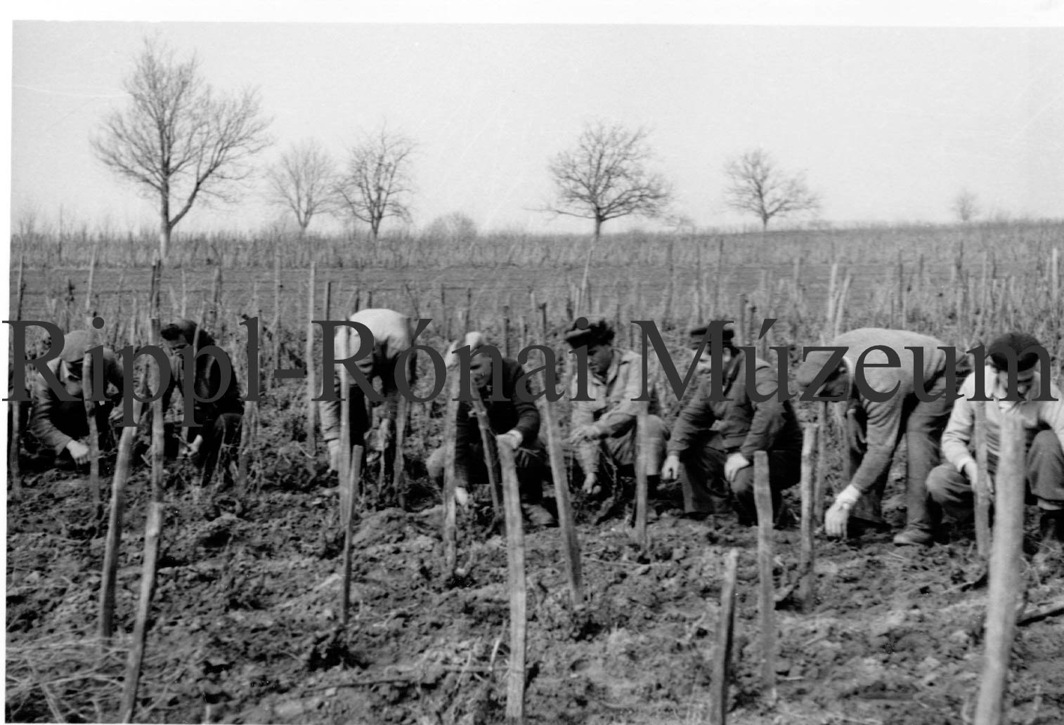 Metszik a szőlővesszőt a köröshegyi Jobb Élet tsz.munkásai (Rippl-Rónai Múzeum CC BY-NC-SA)