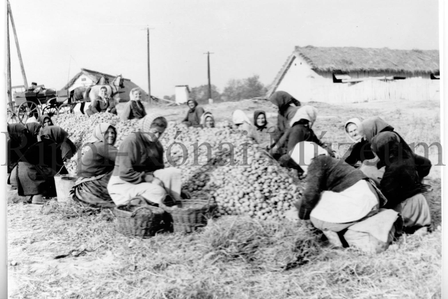 Válogatják a burgonyát a kaposfői Kossuth Tsz-ben (Rippl-Rónai Múzeum CC BY-NC-SA)