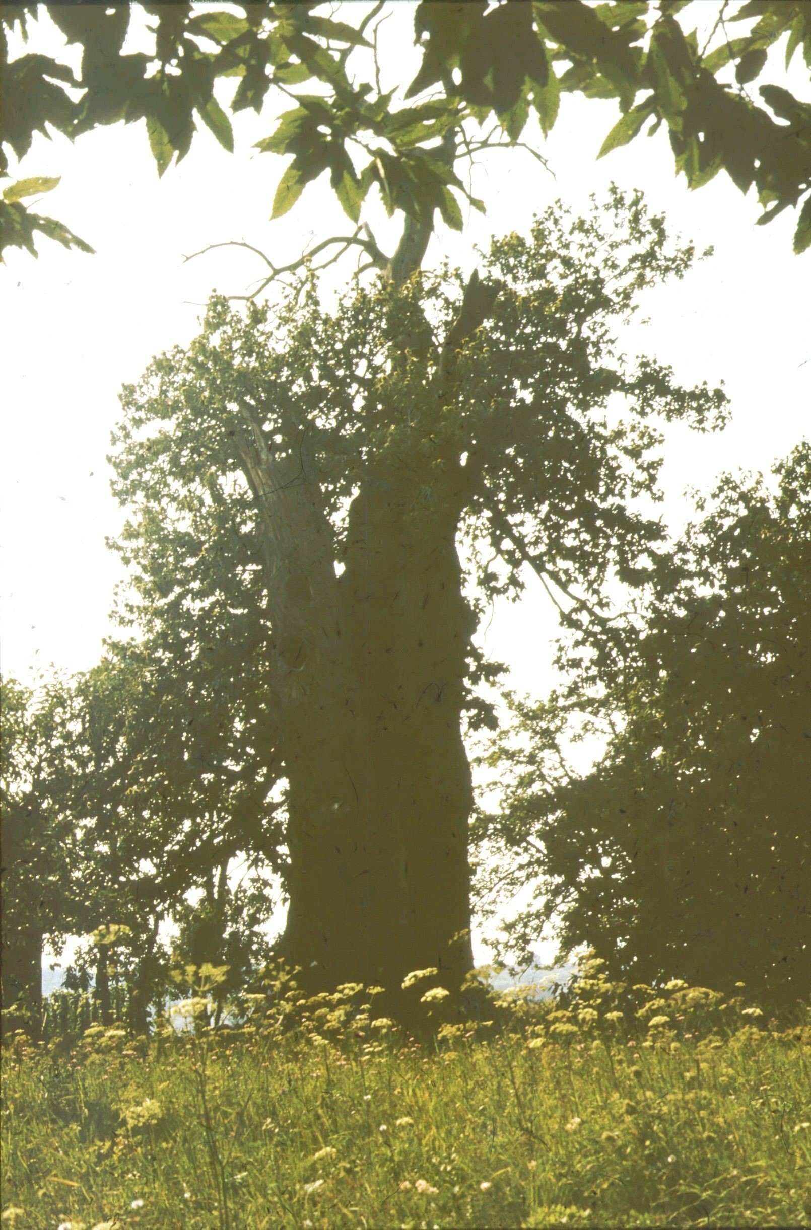 Védett, nagyon öreg, szelídgesztenye fa (Rippl-Rónai Múzeum CC BY-NC-ND)