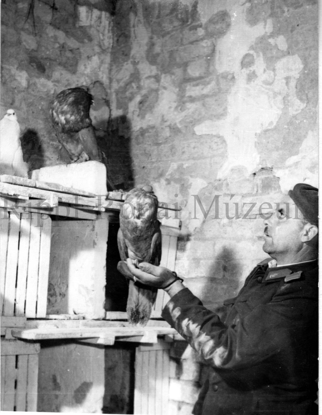 Benke Lajos kaposvári galambász (Rippl-Rónai Múzeum CC BY-NC-SA)