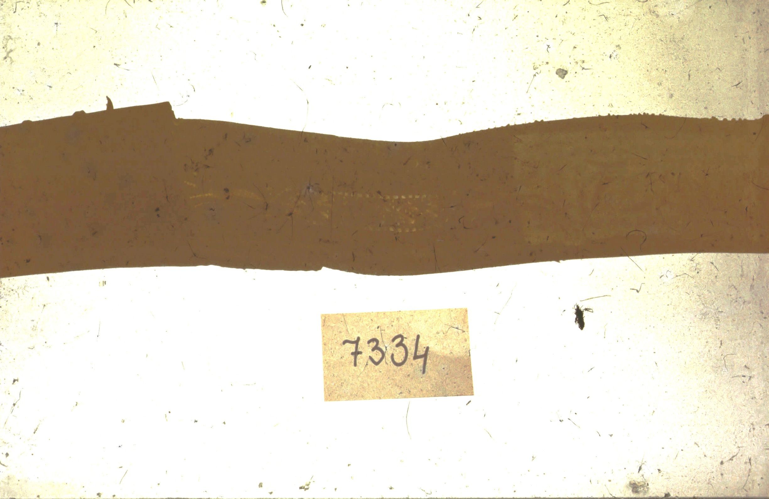 Bőr tüsző (Rippl-Rónai Múzeum CC BY-NC-ND)