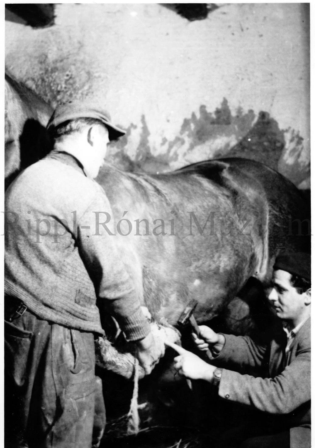 Az állattenyésztési brigádvezető lovának patkóját erősíti meg Vámos Imre (Rippl-Rónai Múzeum CC BY-NC-SA)