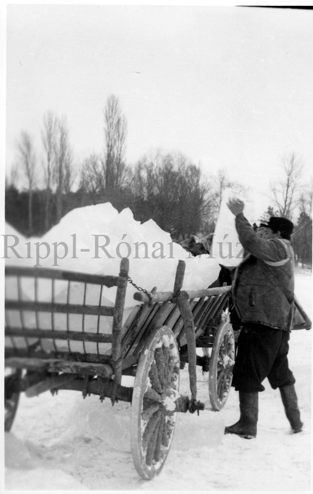 A lellei Balatongyöngye Tsz. jégvágó brigádja. A jégdarabokat lovas szekérre rakják (Rippl-Rónai Múzeum CC BY-NC-SA)