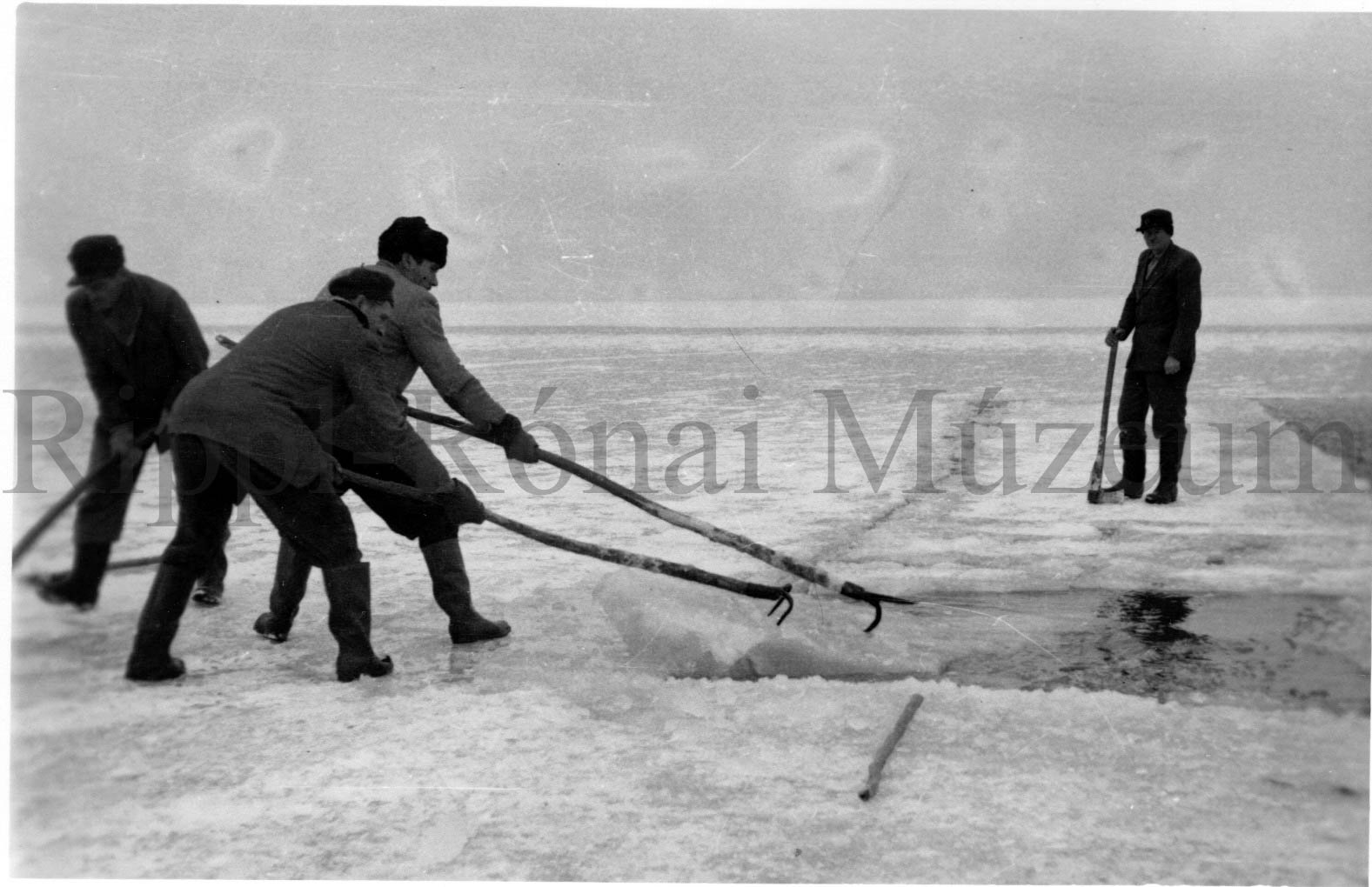 A lellei Balaton Gyöngye Tsz. jégvágó brigádja. Partra húzzák a kivágott jégkockát (Rippl-Rónai Múzeum CC BY-NC-SA)