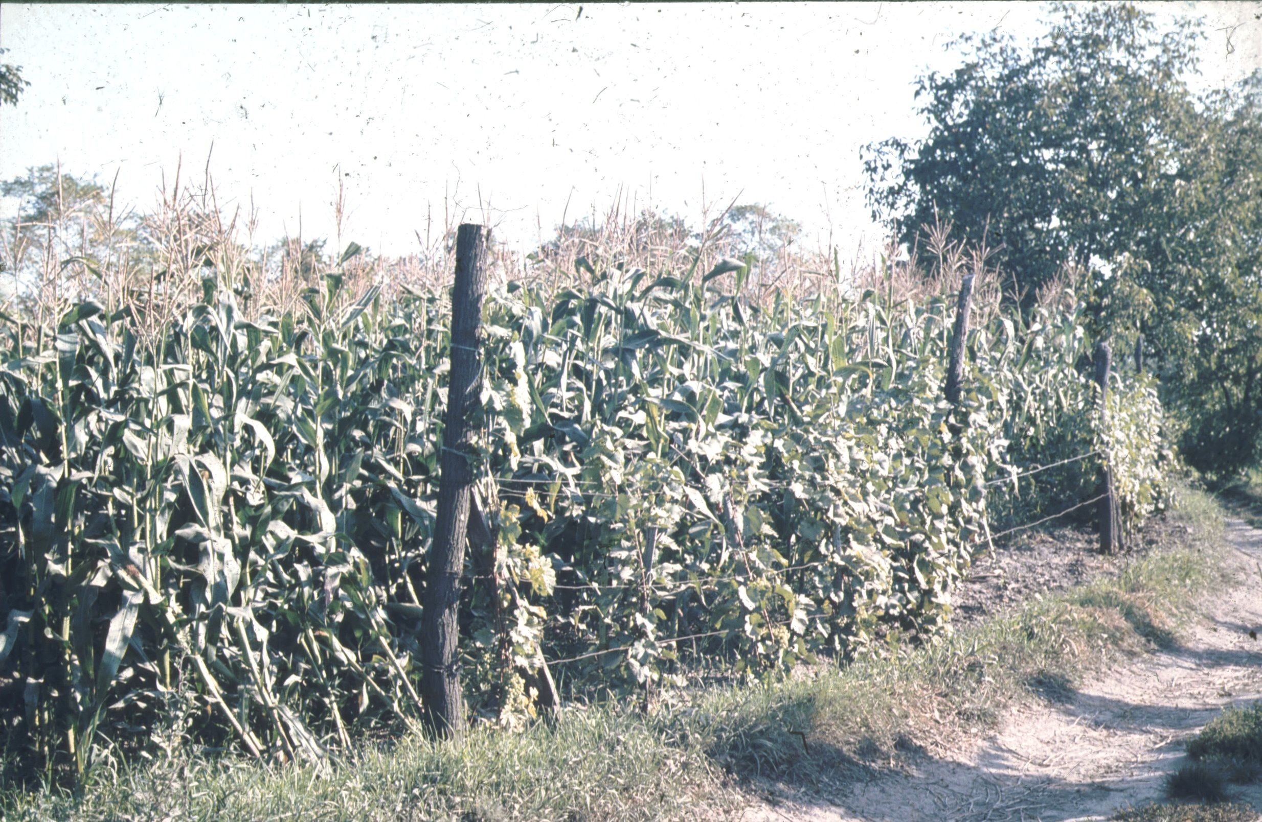 Lugassal kerített kukorica a szőlőben (Rippl-Rónai Múzeum CC BY-NC-ND)