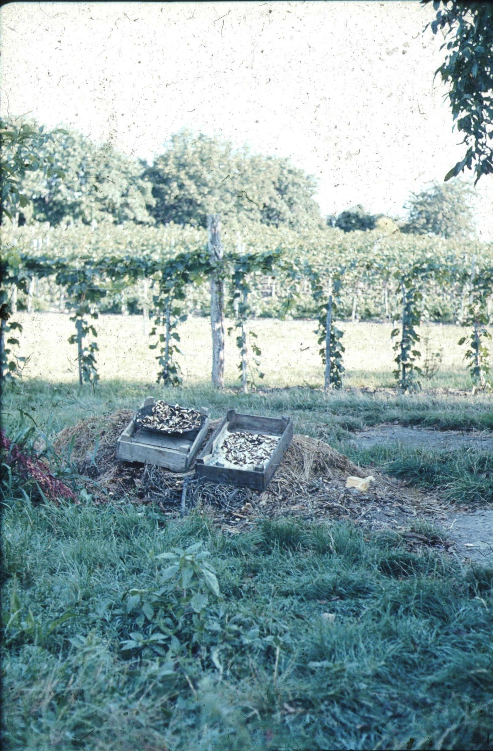 Gomba aszalás a pince előtti ,,gyöpön" (Rippl-Rónai Múzeum CC BY-NC-ND)