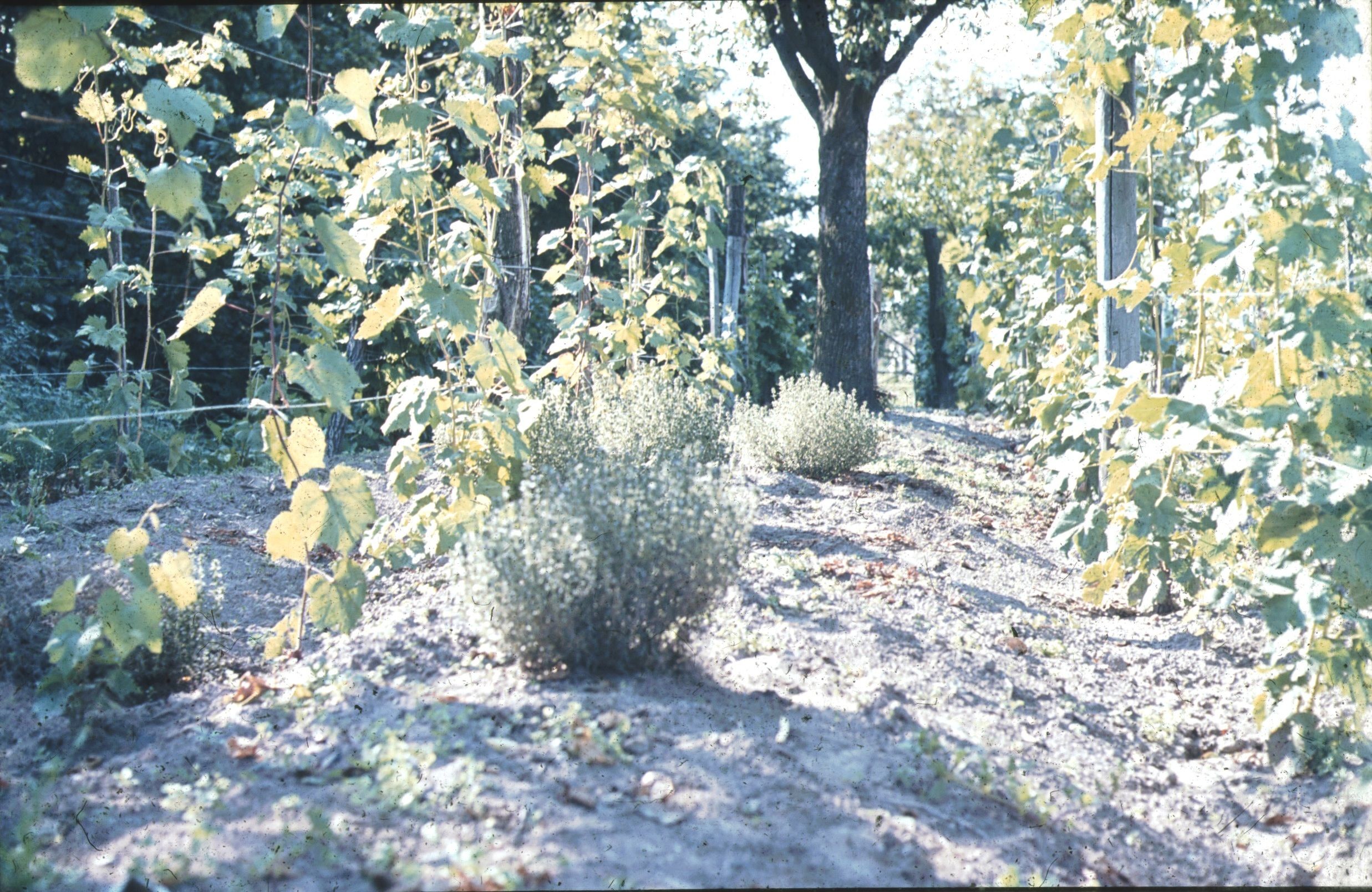 Borsikafű az új ültetésű szőlő sorában (Rippl-Rónai Múzeum CC BY-NC-ND)