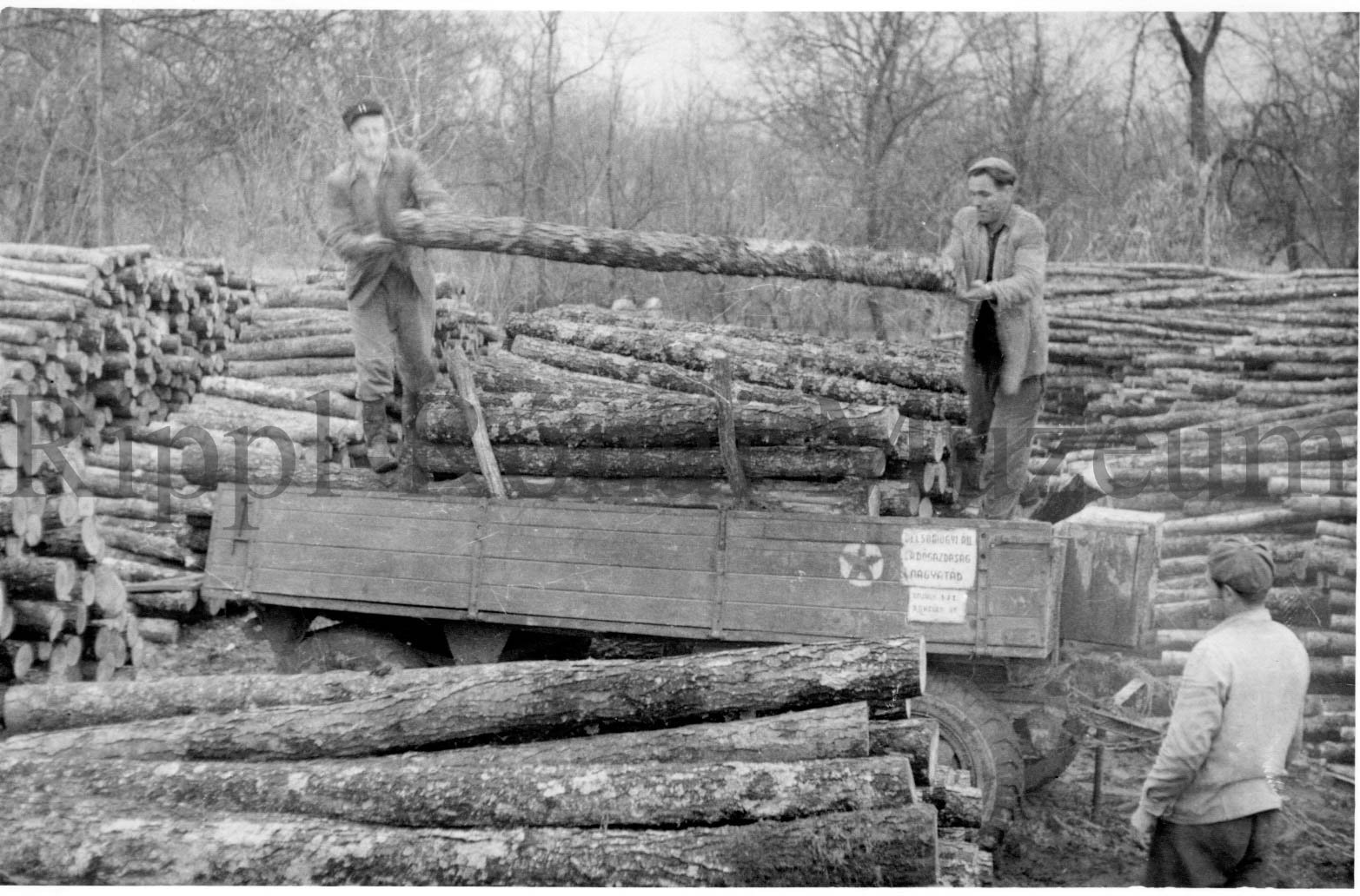 A Délsomogyi Állami Erdőgazdaság segesdi erdészete. A vontatók szakadatlanul szállítják a fát (Rippl-Rónai Múzeum CC BY-NC-SA)