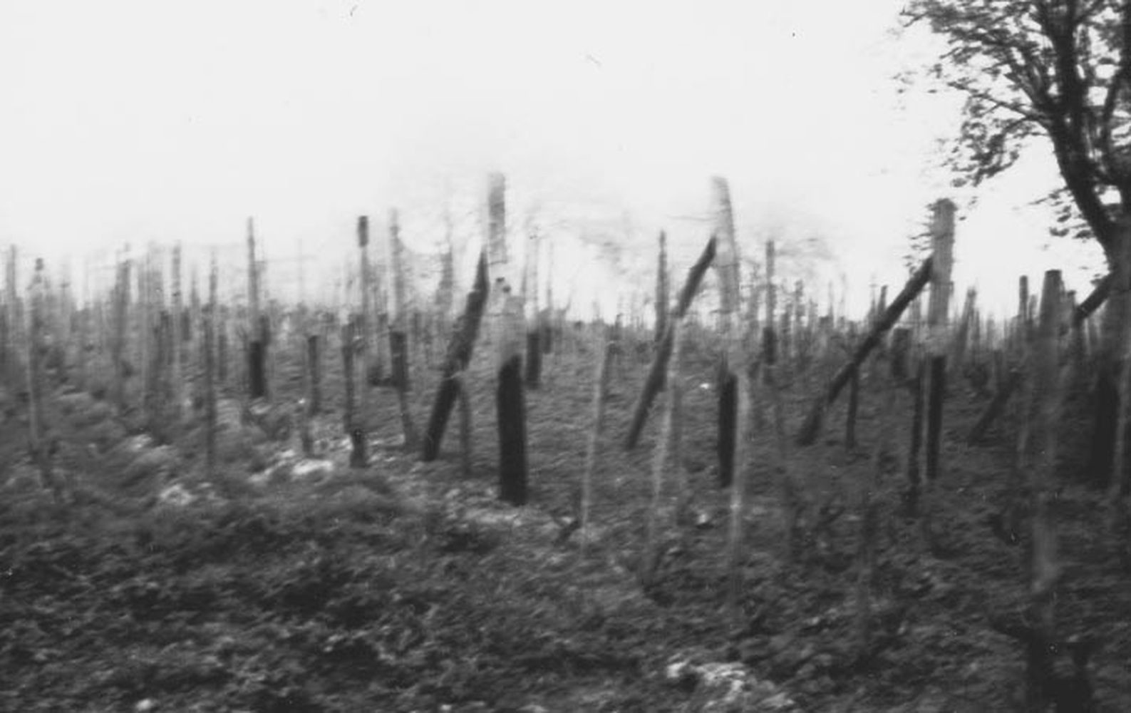 Hagyományos és kordon művelésű szőlő DNY-ról (Rippl-Rónai Múzeum CC BY-NC-ND)
