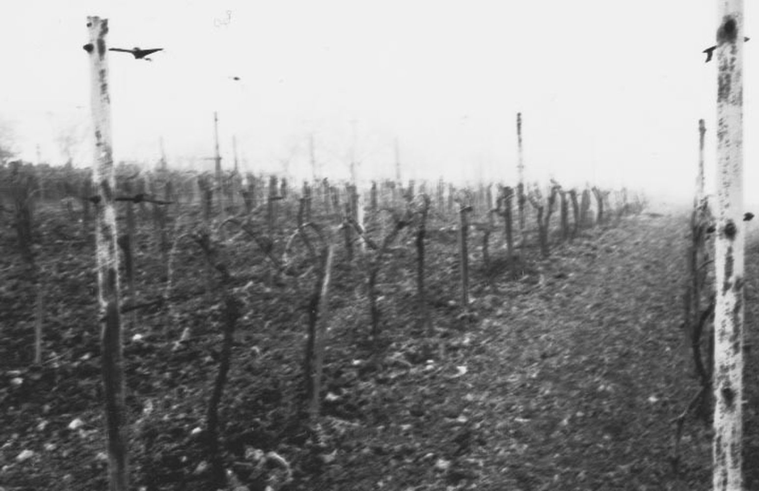 Kordon művelésű szőlő ÉNY-ról (Rippl-Rónai Múzeum CC BY-NC-ND)
