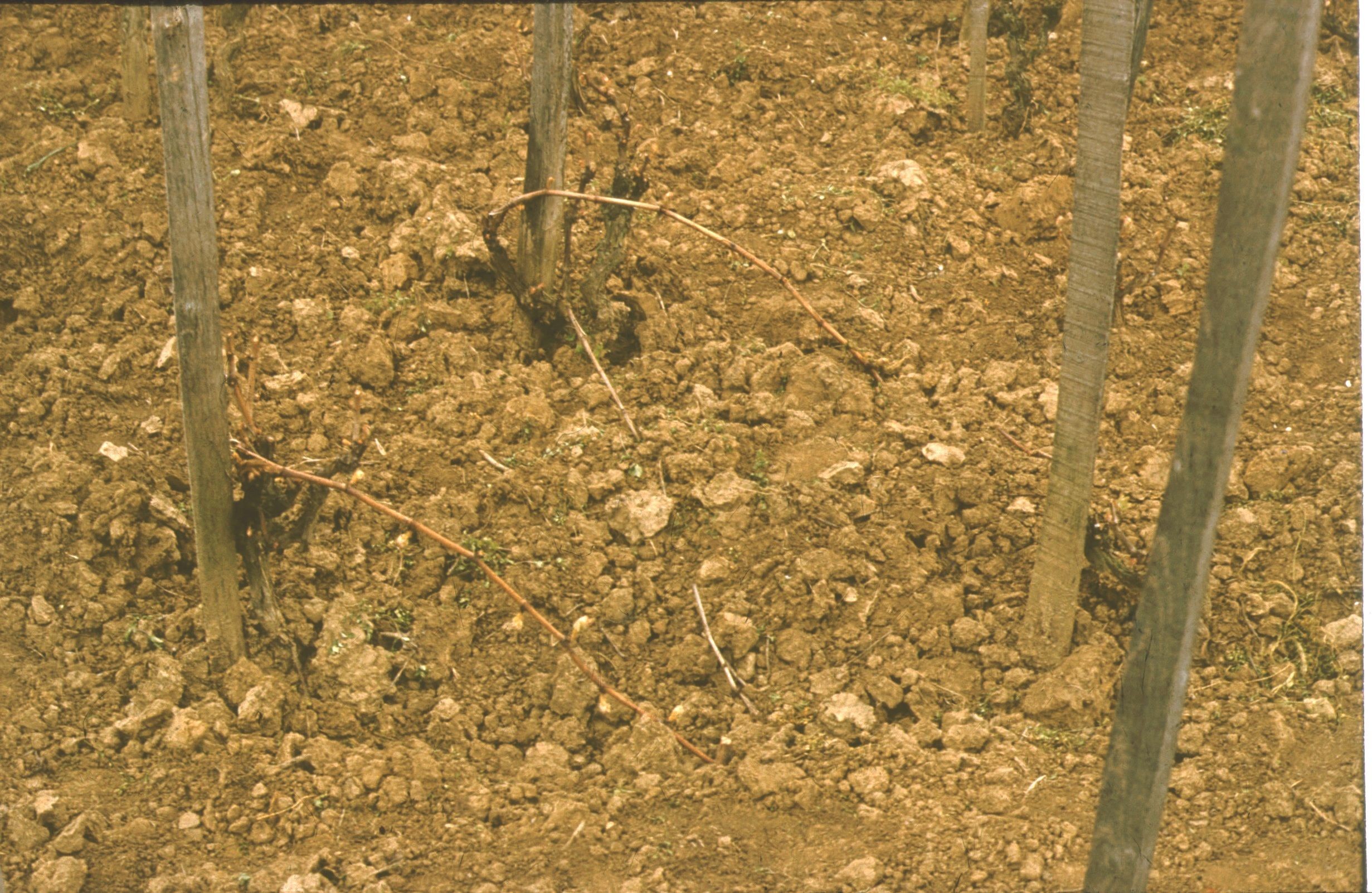 Szőlőtőke pótlása ,,bojtással", Surd, Felső-hegy (Rippl-Rónai Múzeum CC BY-NC-ND)