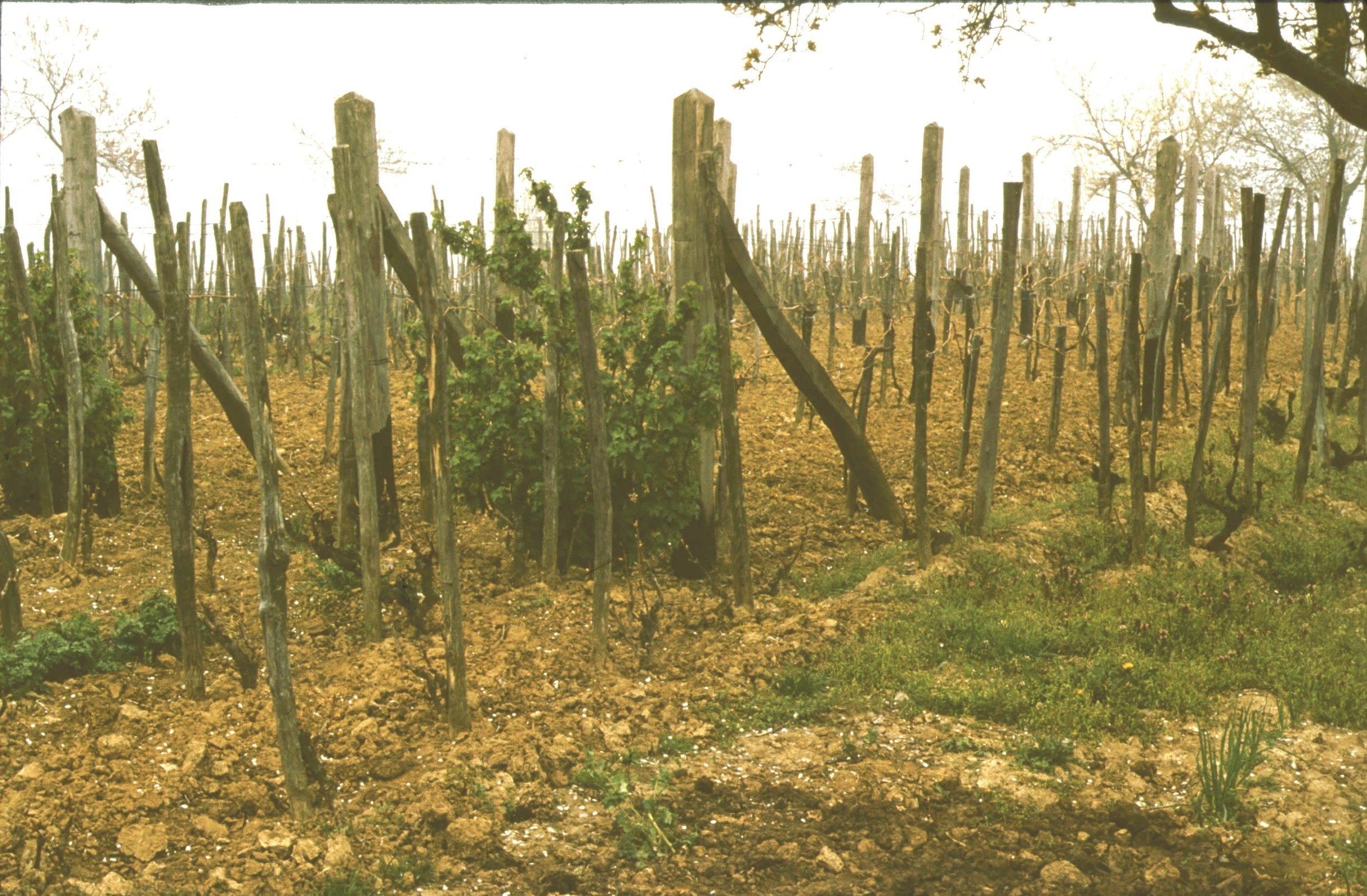 Hagyományos és kordon művelésű szőlő (Rippl-Rónai Múzeum CC BY-NC-ND)