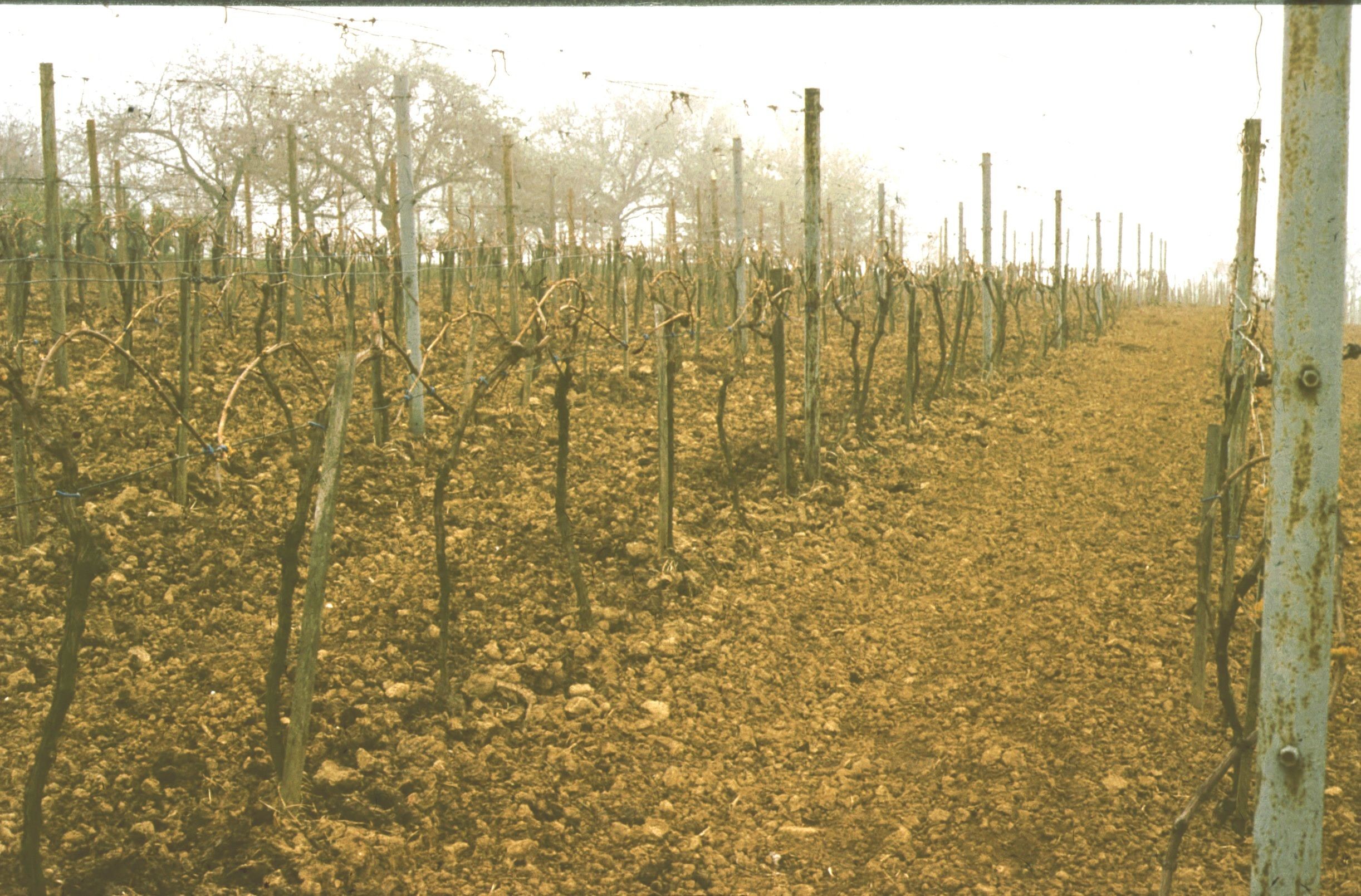 Kordon művelésű szőlő, Nézet ÉNY-ról (Rippl-Rónai Múzeum CC BY-NC-ND)