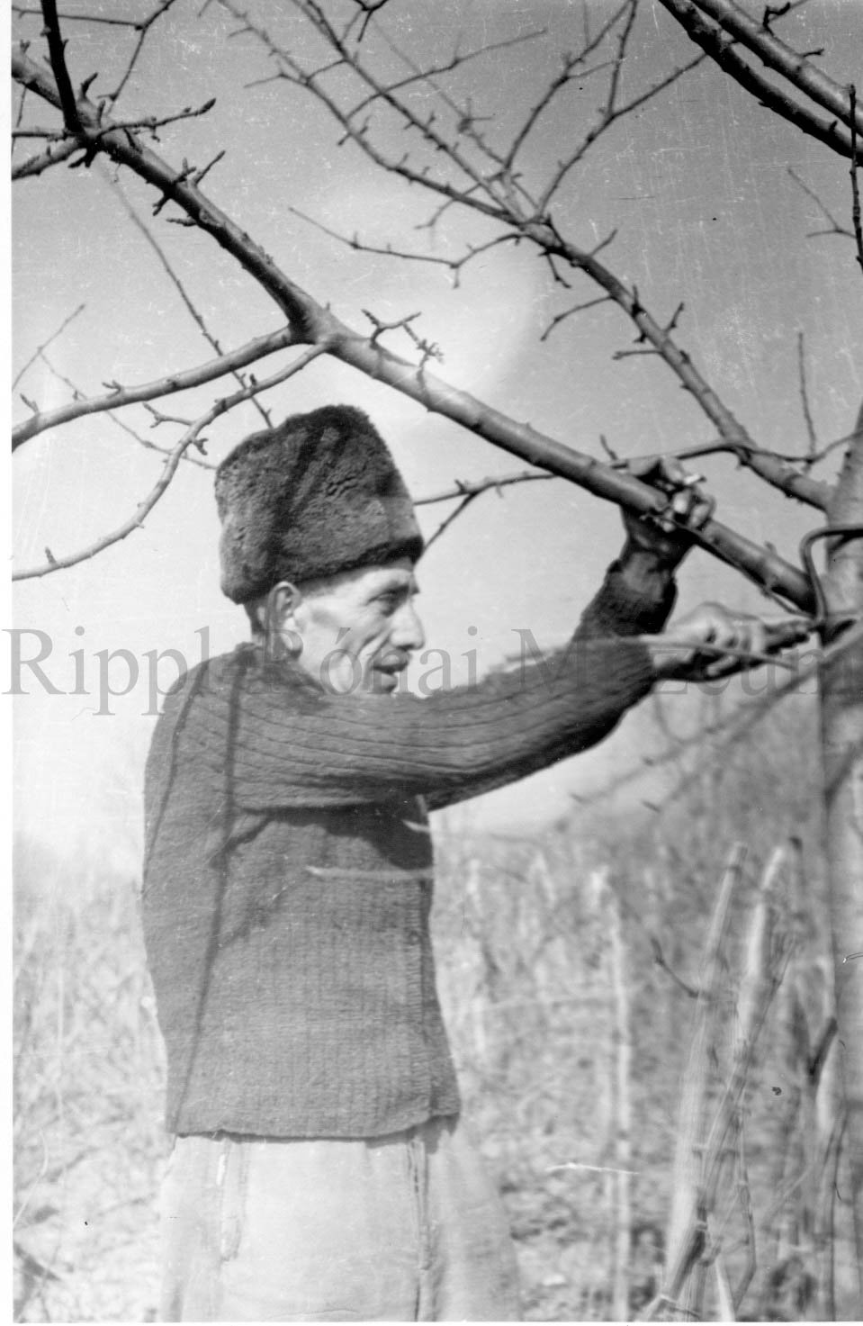 Németh István, osztopáni gazda a gyümölcsösében (Rippl-Rónai Múzeum CC BY-NC-SA)