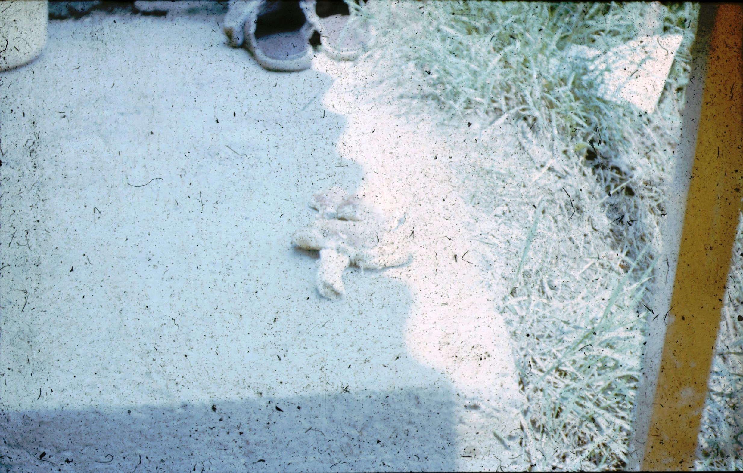 Erdei gomba. Nagyberki, Szalacska-hegy (Rippl-Rónai Múzeum CC BY-NC-ND)