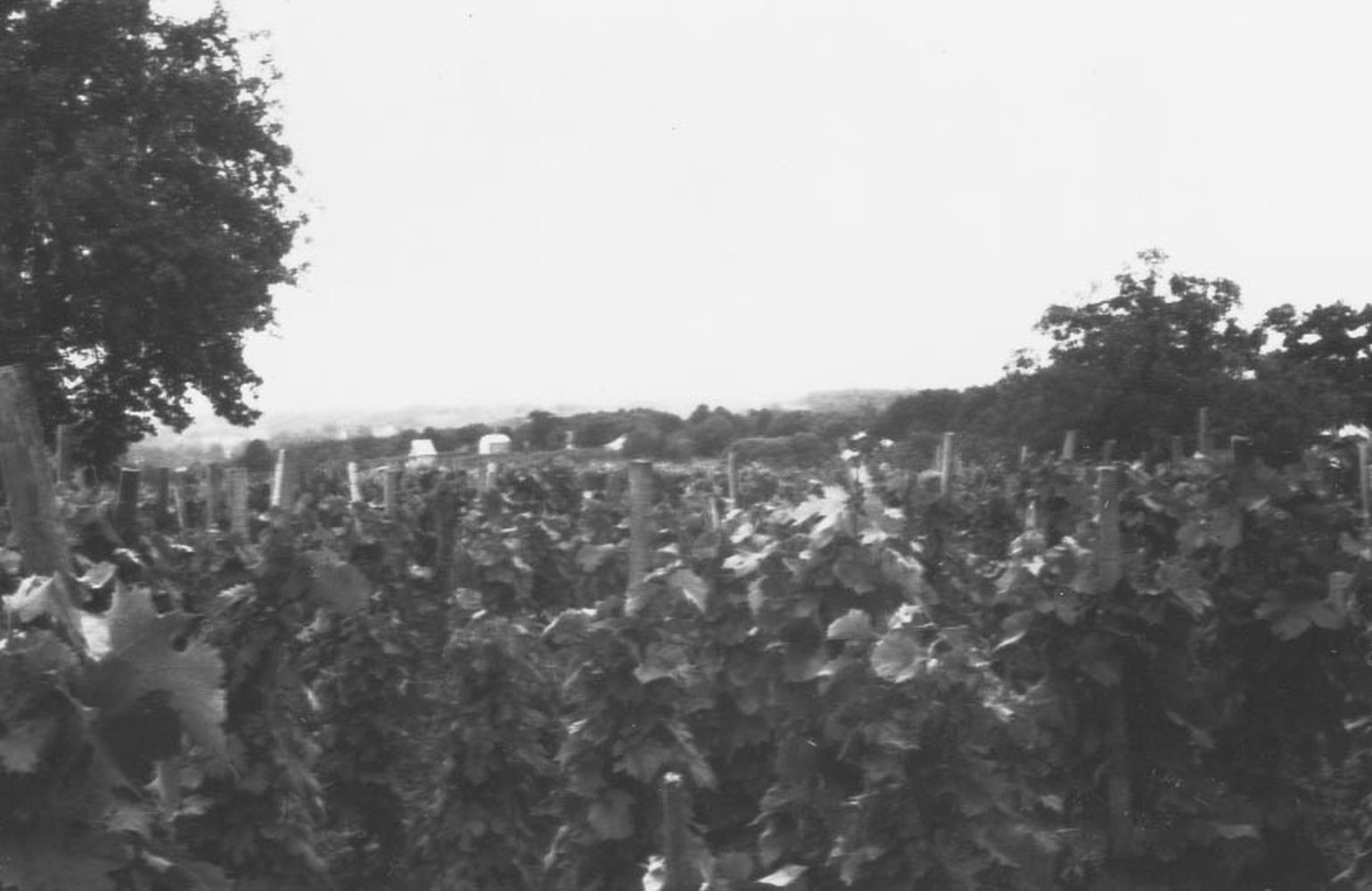 Látkép DNY felé. Előtérben hagyományos művelésű szőlő. Surd, Felsőhegy (Rippl-Rónai Múzeum CC BY-NC-ND)