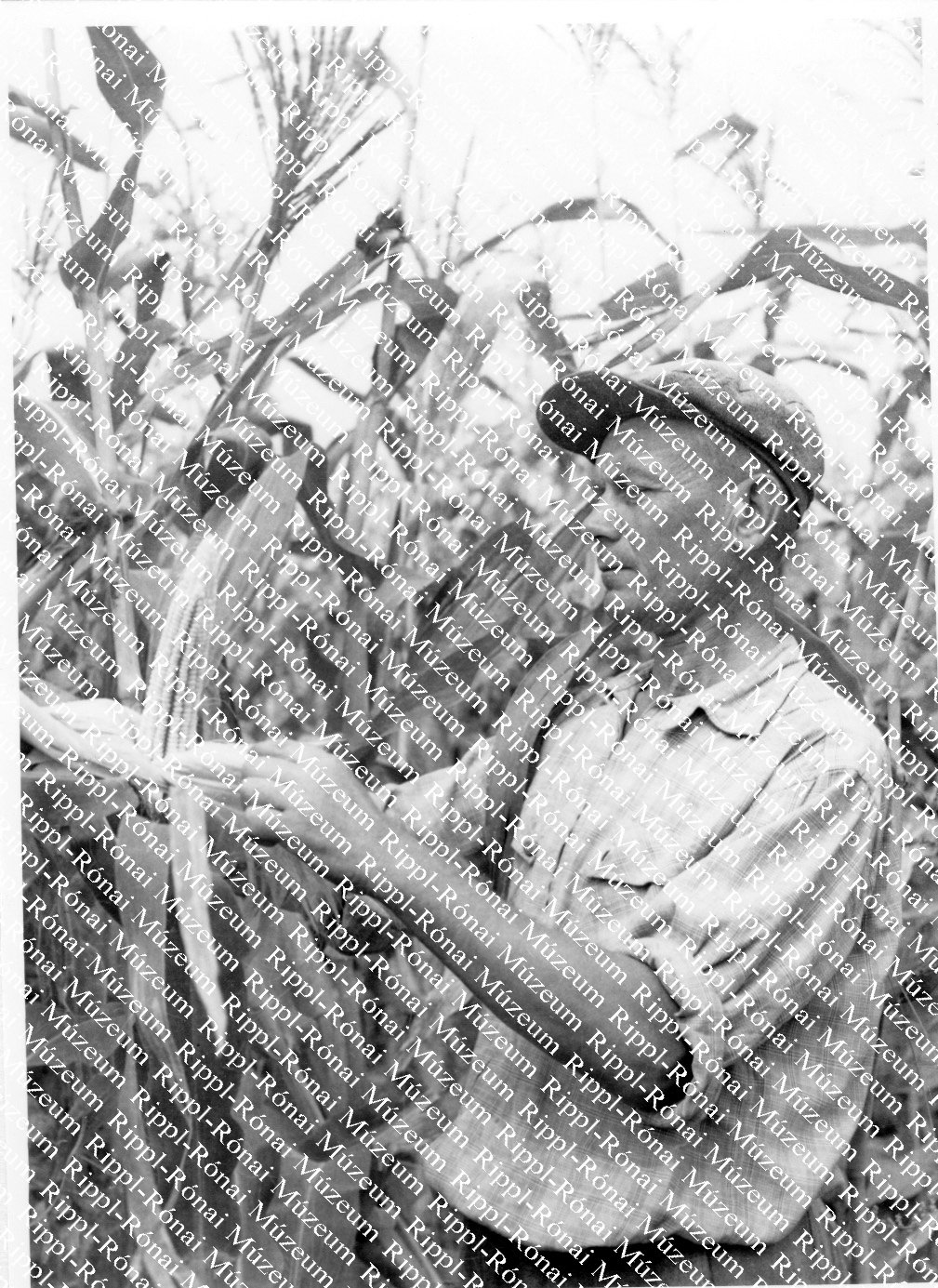 Majda Ferenc, a belegi tsz. növénytermesztő brigádvezetője (Rippl-Rónai Múzeum CC BY-NC-SA)