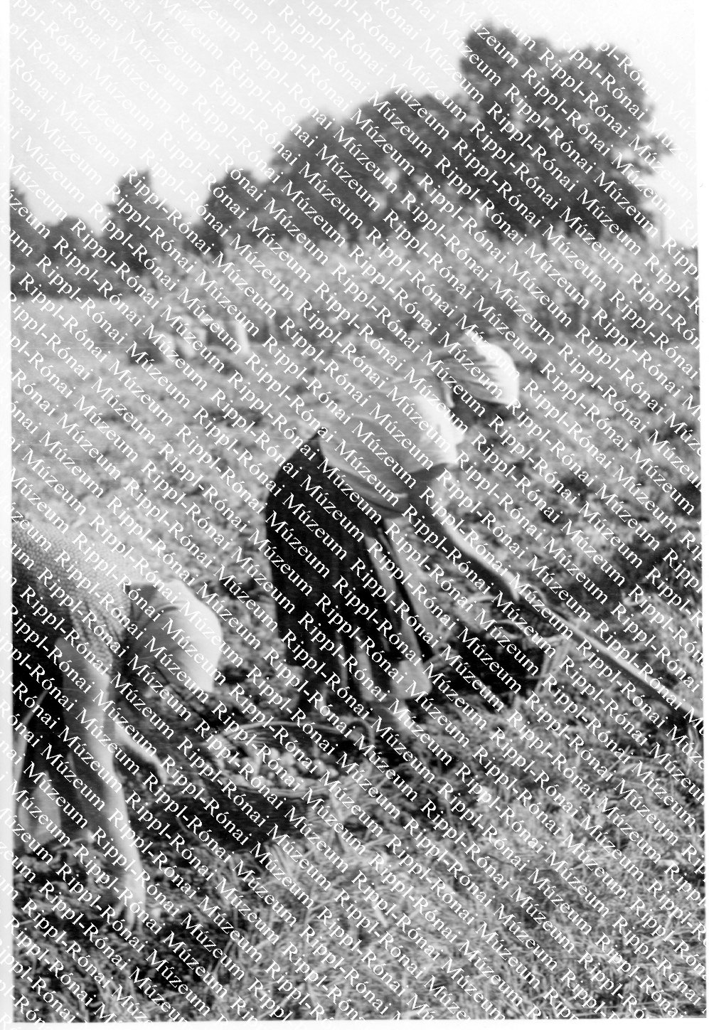 Szedik a krumplit Zákánytelep határában (Rippl-Rónai Múzeum CC BY-NC-SA)