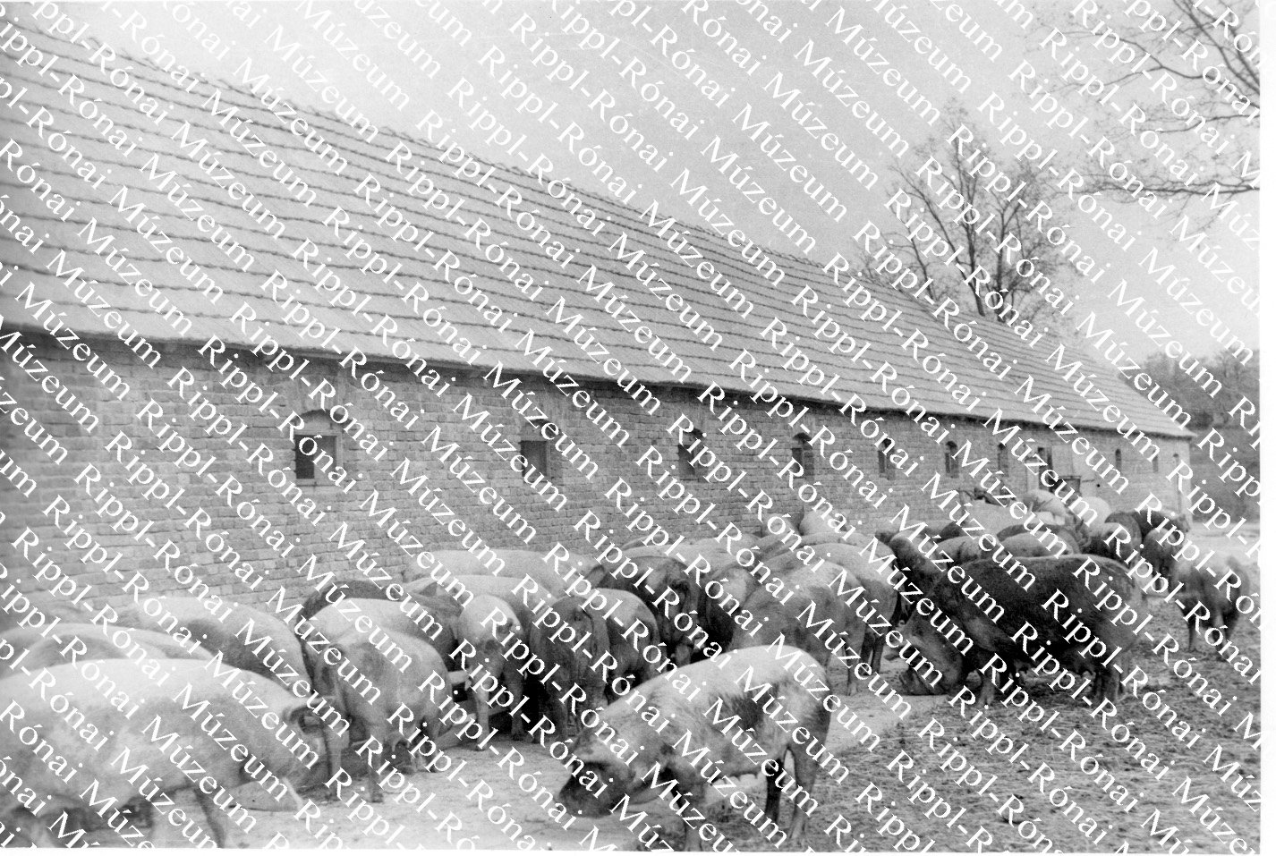 72 férőhelyes sertésfiaztató épül a göllei Béke Tsz-ben (Rippl-Rónai Múzeum CC BY-NC-SA)