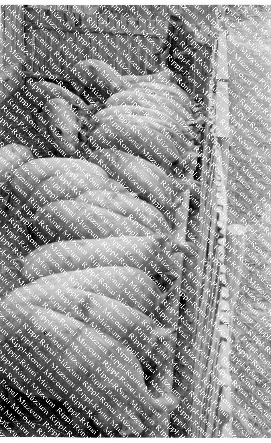 A zicsi Búzakalász Tsz. új sertéshizlaldája (Rippl-Rónai Múzeum CC BY-NC-SA)