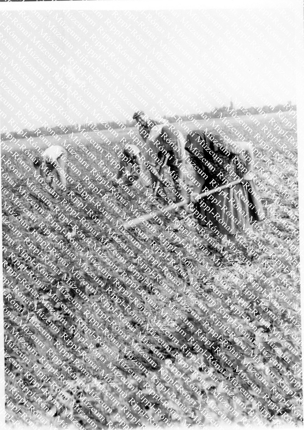 Szedik az export-burgonyát berkics János 300 négyszögöles földjéről (Rippl-Rónai Múzeum CC BY-NC-SA)