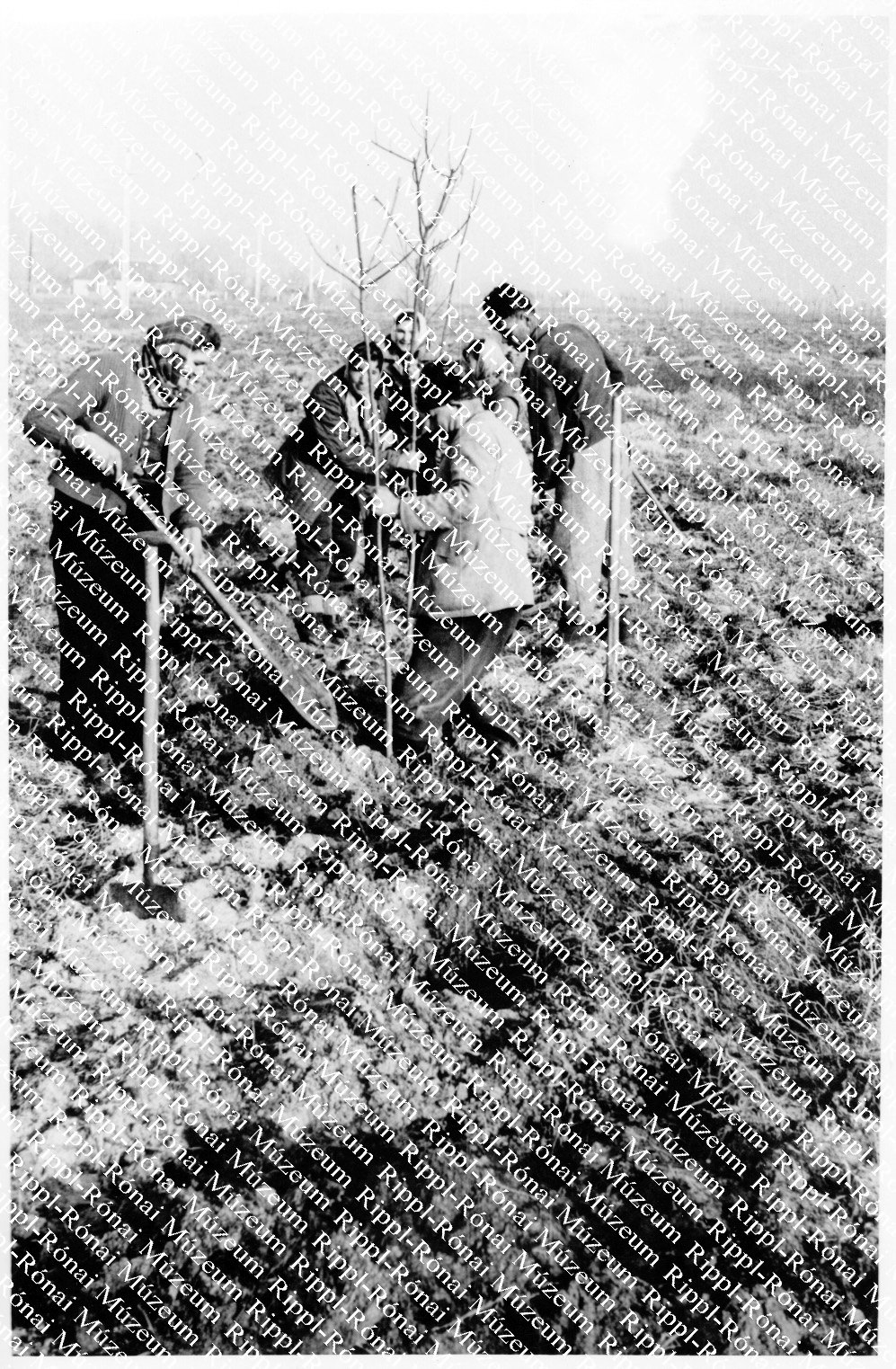 A balatonboglári műút mellett védősávot ültetnek juhar- és nyárfából (Rippl-Rónai Múzeum CC BY-NC-SA)