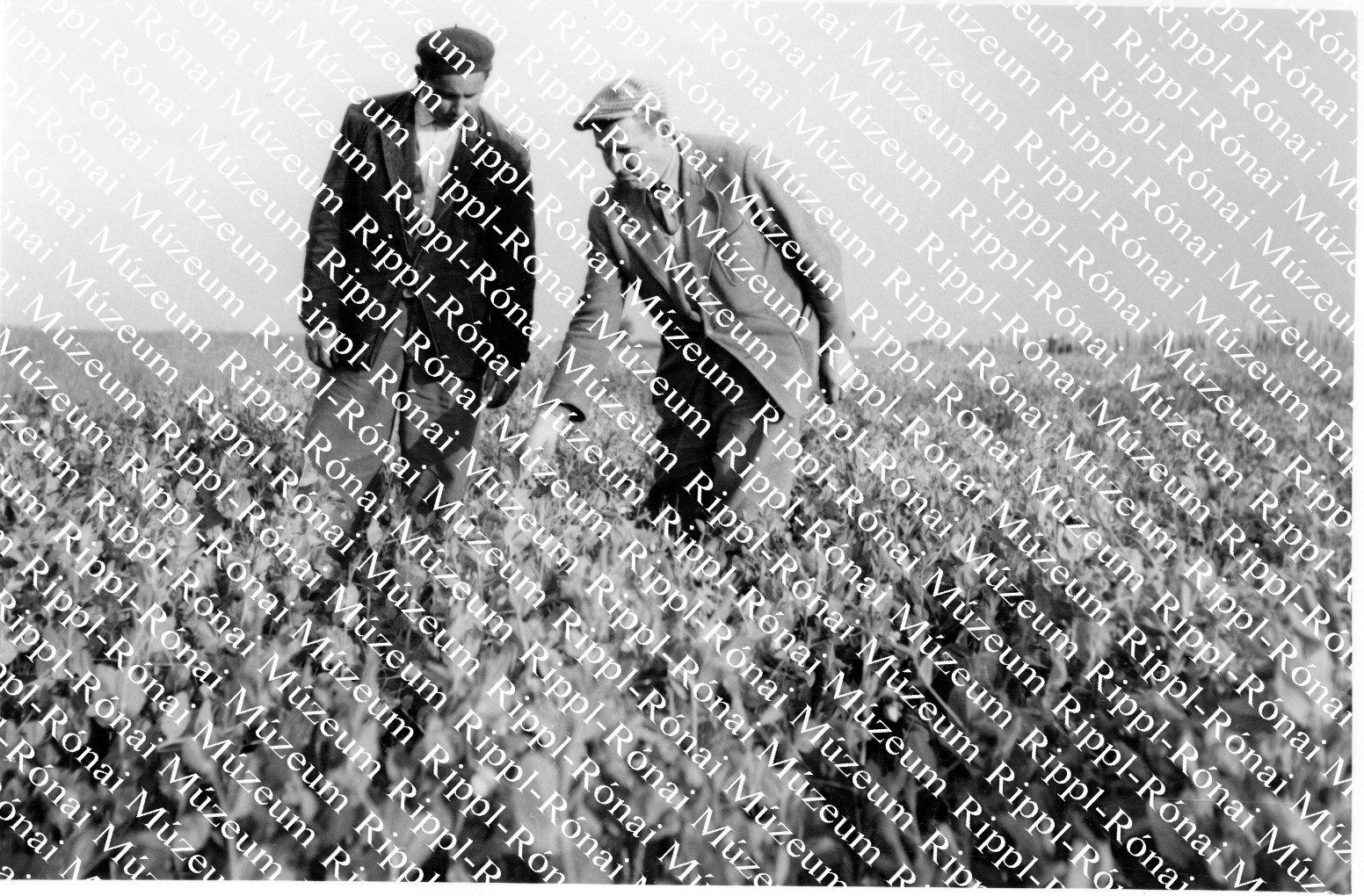 Bíró Bódis László és zalamek József mezőgazdász a magborsót nézi a balatonkeresztúri tsz-ben (Rippl-Rónai Múzeum CC BY-NC-SA)