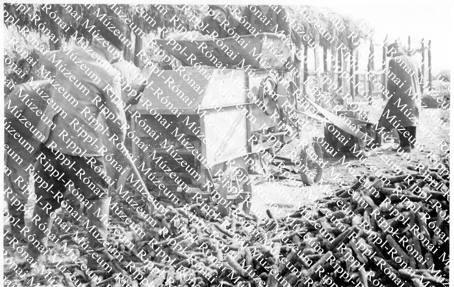 A siófoki Egyetértés Tsz-ben naponta 70 mázsa kukoricát morzsolnak le (Rippl-Rónai Múzeum CC BY-NC-SA)
