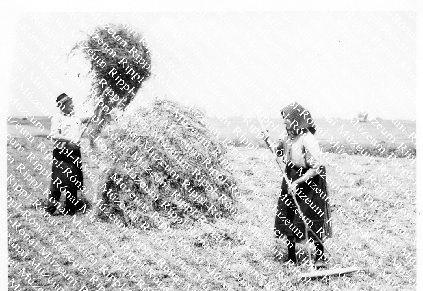 Porrog Efnő és Bóna györgyné a mosdósi Alkotmány Tsz. tagjai lucernát gyűjtenek (Rippl-Rónai Múzeum CC BY-NC-SA)