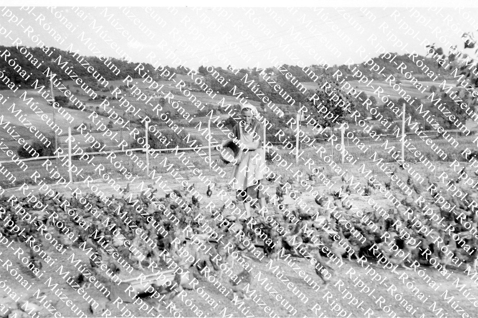 A somogydöröcskei November 7. Tsz. baromfi farmja (Rippl-Rónai Múzeum CC BY-NC-SA)