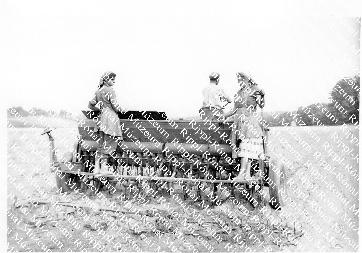 Bíborherét vetnek az őrtilosi Szorgalom Tsz-ben (Rippl-Rónai Múzeum CC BY-NC-SA)